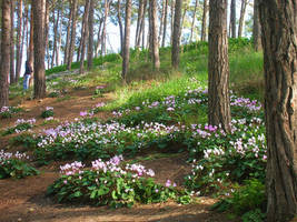 Springtime in Israel