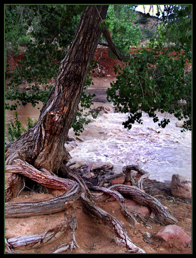 Roots by SongOfAwakening on DeviantArt