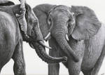 African Elephants by daniluc78