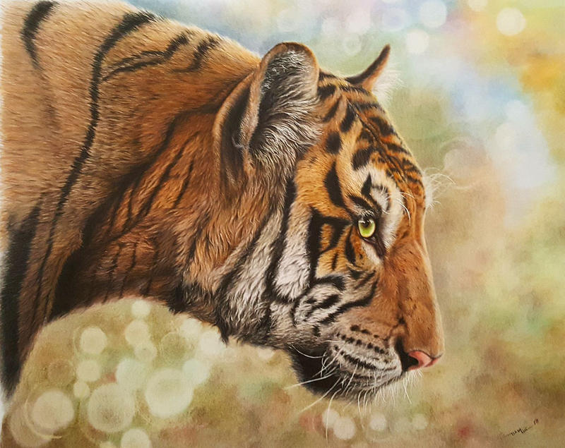 Tiger by daniluc78 on DeviantArt