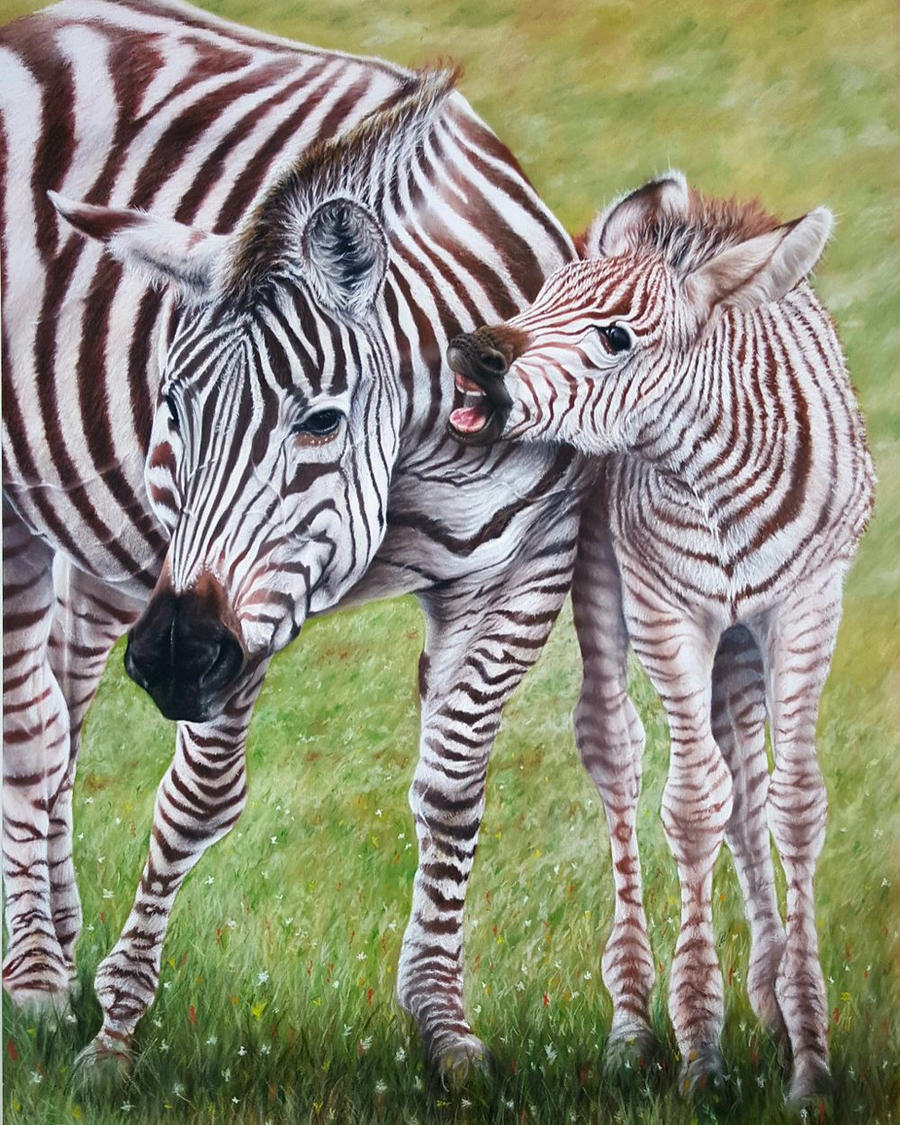 Zebra Family by daniluc78