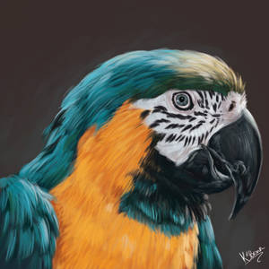 Parrot: painting practise