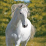 Shadowfax