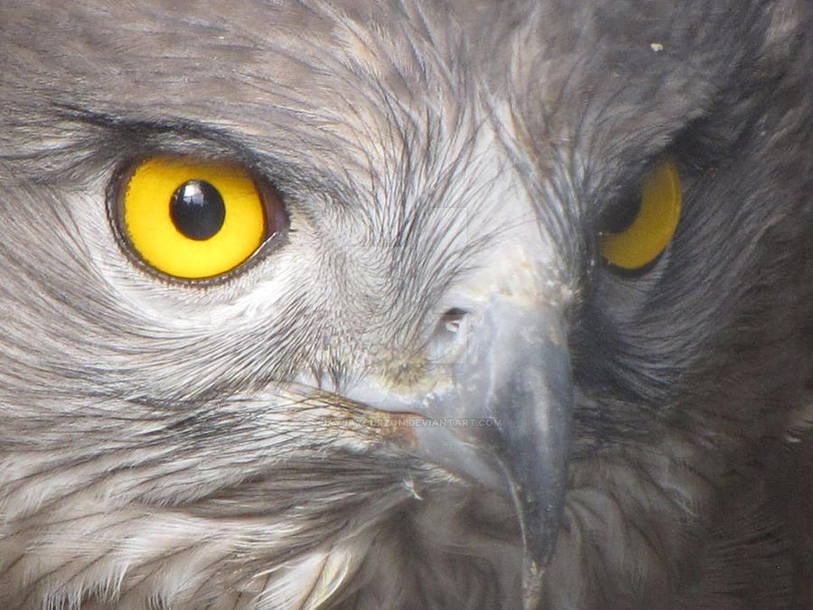 Serpent Eagle