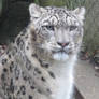 Frowning Snow Leopard