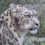 Snow Leopardess