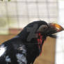 Bearded Barbet