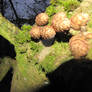 Mossy Pine Cones