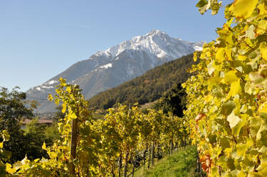 Meran Vineyards