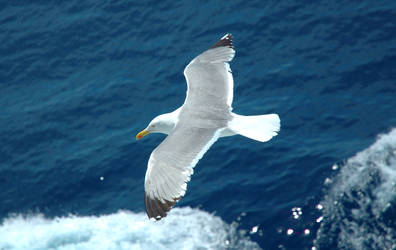 Elba Sea Gull