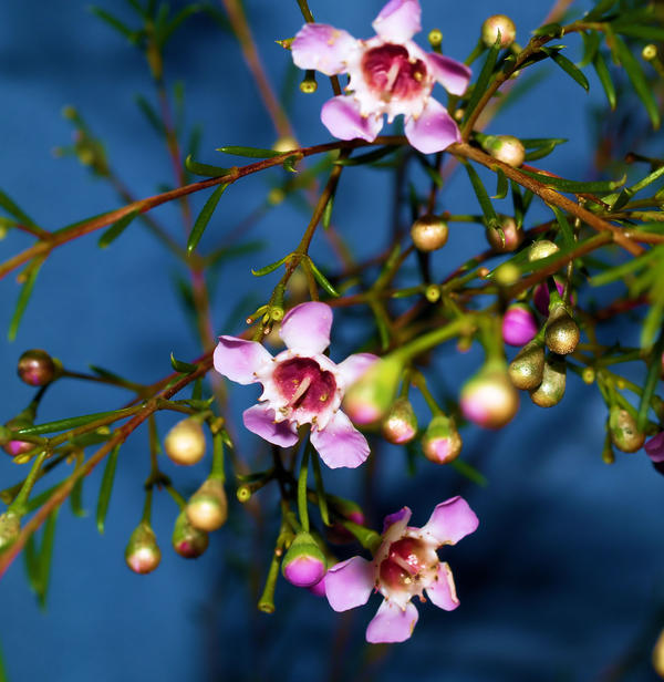 BLOSSOMS