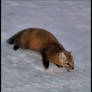 MARTEN 2.