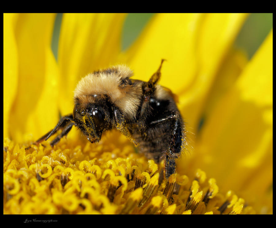 COLLECTING POLLEN