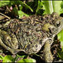 WESTERN TOAD 1.