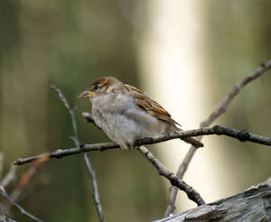 Young Sparrow