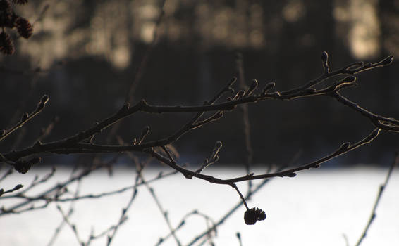 Frozen Branch