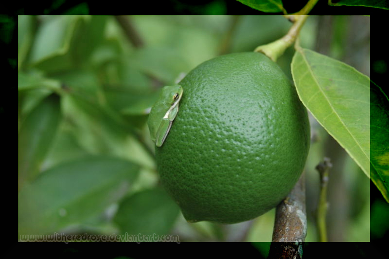 Frog on Lemon.