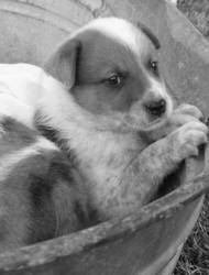 Puppy b+w