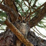 Great Horned Owl