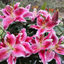 ROSE LILY