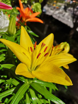 Yellow lily