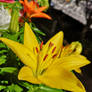 Yellow lily