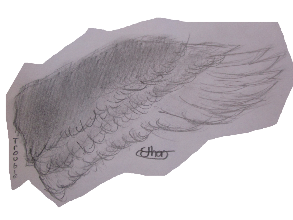Wing Pencil Drawing by NoHayTroblemo on DeviantArt