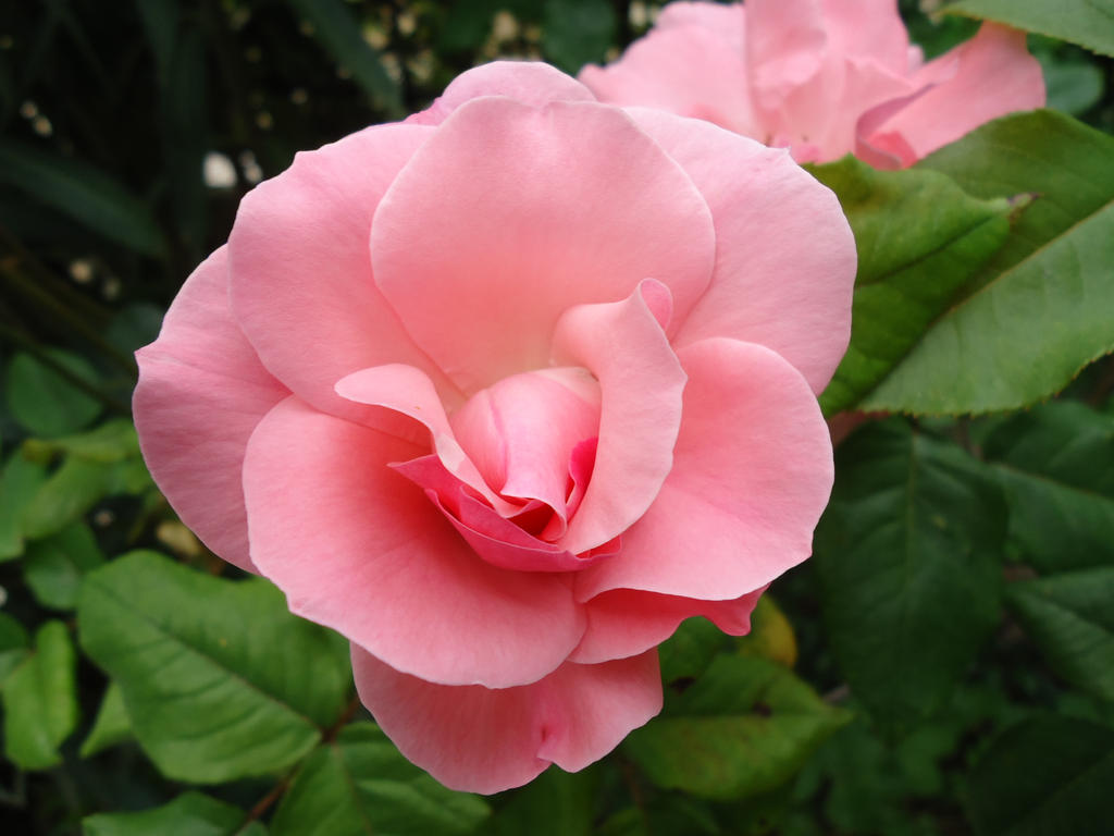 Pink Rpze Pink Rose by dlamprop on DeviantArt
