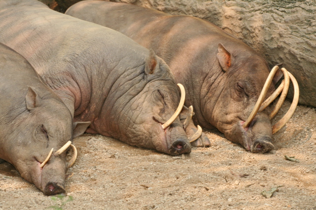 Babirusa.