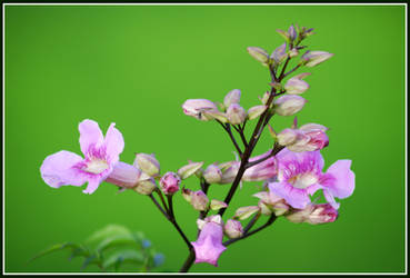 Flower Kolly Hills