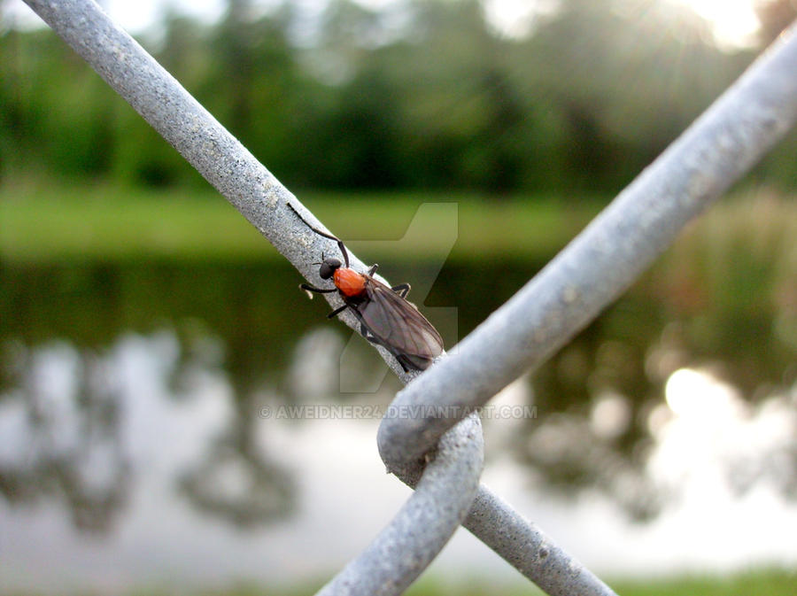 Deviantart Insect Love Love Bug by aweidner24 on DeviantArt