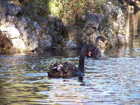 Los cisnes se van