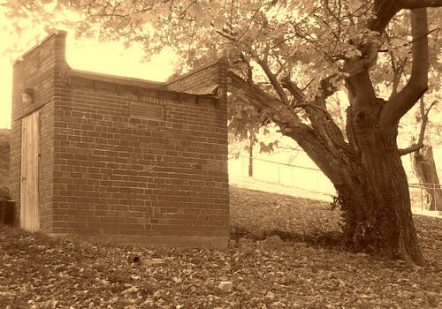 Shed and Tree 1