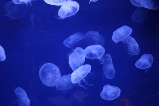 Moon Jellies