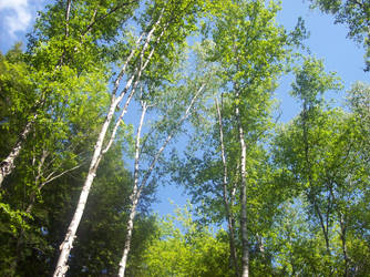 Birch Trees