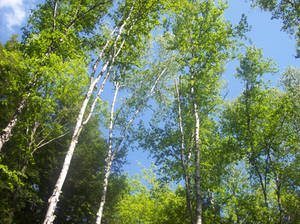 Birch Trees