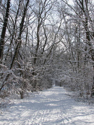 Winter path III by RavienneArt