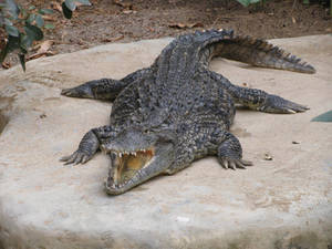Crocodile I by RavienneArt