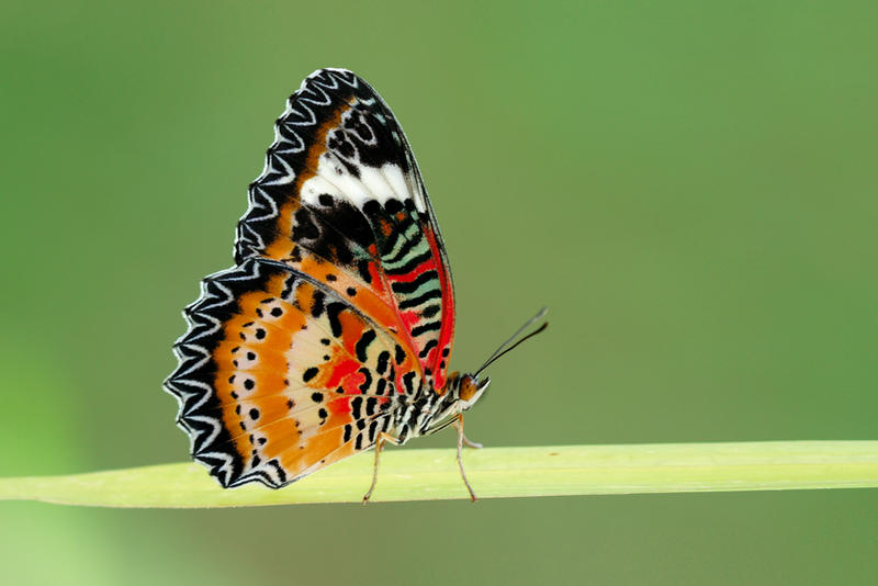 Leopard Lacewing 170610