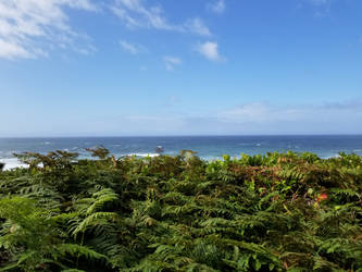 Fern, Sea, and Sky