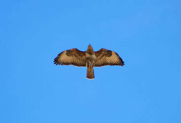 Buzzard