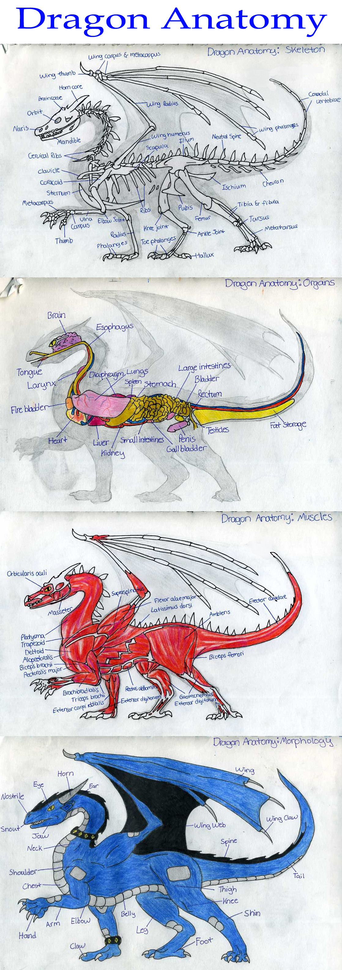 Dragon Anatomy: Wyldfire