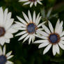 Yellow And White Flowers