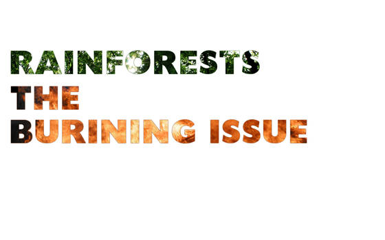 RainForests. The Issue