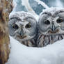 Romantic Winter Owls - RWO-018