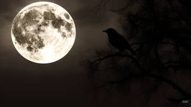 A Crow N' Full Moon 003