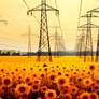 Sunflowers and Power Lines 003