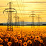 Sunflowers and Power Lines 004