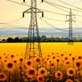 Sunflowers and Power Lines 008