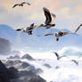 Pelicans Fly over a Rocky Shore 003